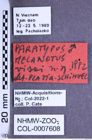 Etiketten zu Melanotus visai (Platia & Schimmel, 2001) (NHMW-ZOO-COL-0007608)